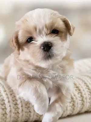 1-3 months Female Purebred Shih Tzu