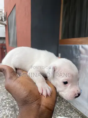 0-1 month Male Mixed Breed American Pit Bull Terrier