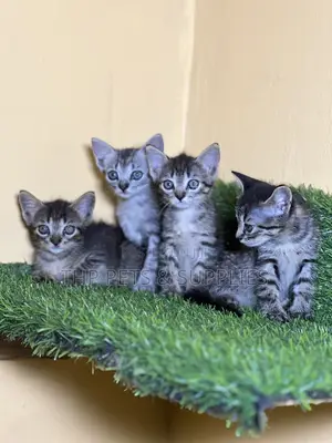 1-3 months Female Mixed Breed Persian