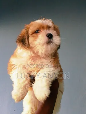 0-1 month Female Purebred Lhasa Apso