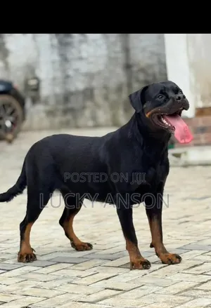 1+ year Female Purebred Rottweiler