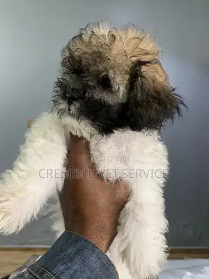 3-6 months Female Purebred Lhasa Apso