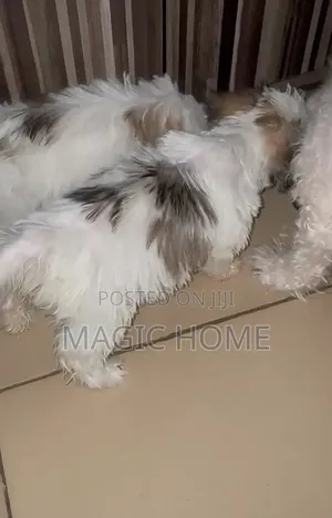 1-3 months Female Purebred Lhasa Apso