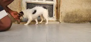 6-12 months Female Purebred Lhasa Apso