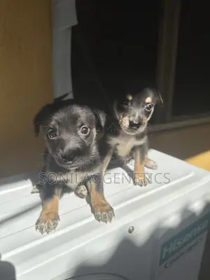 1-3 months Female Purebred German Shepherd