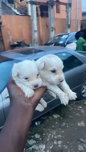 1-3 months Male Purebred American Eskimo