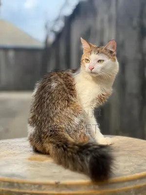 6-12 months Male Purebred Turkish Angora