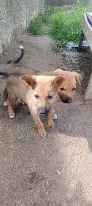 0-1 month Female Mixed Breed German Shepherd