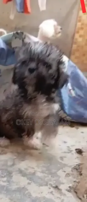 3-6 months Female Purebred Lhasa Apso