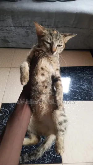 3-6 months Female Purebred American Shorthair