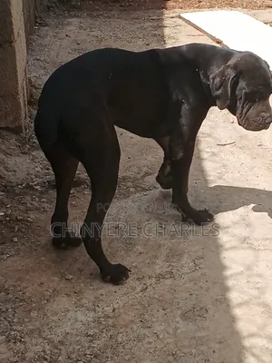 6-12 months Female Purebred Boerboel