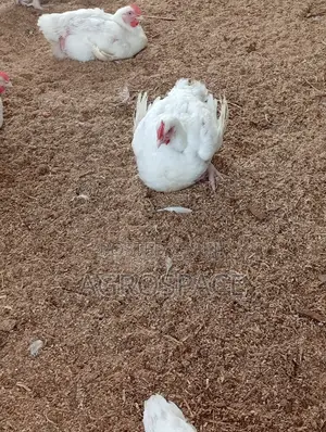 Broiler Chickens