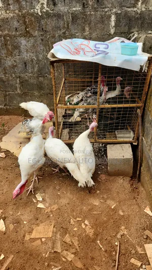 Turkey for Sale