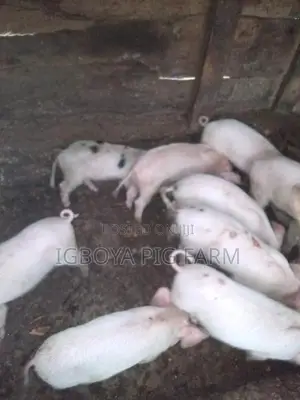 Piglets Weaners