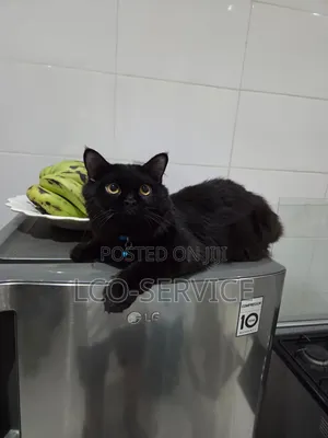 6-12 months Female Purebred Turkish Angora