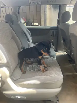 1-3 months Male Purebred Rottweiler