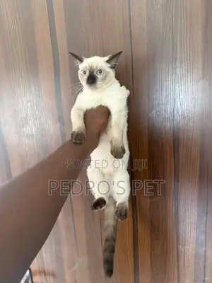 1-3 months Female Purebred Siamese