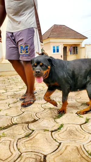 1+ year Female Purebred Rottweiler