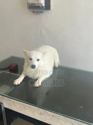 6-12 months Female Purebred American Eskimo
