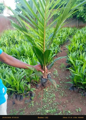 Super Gene Oil Palm