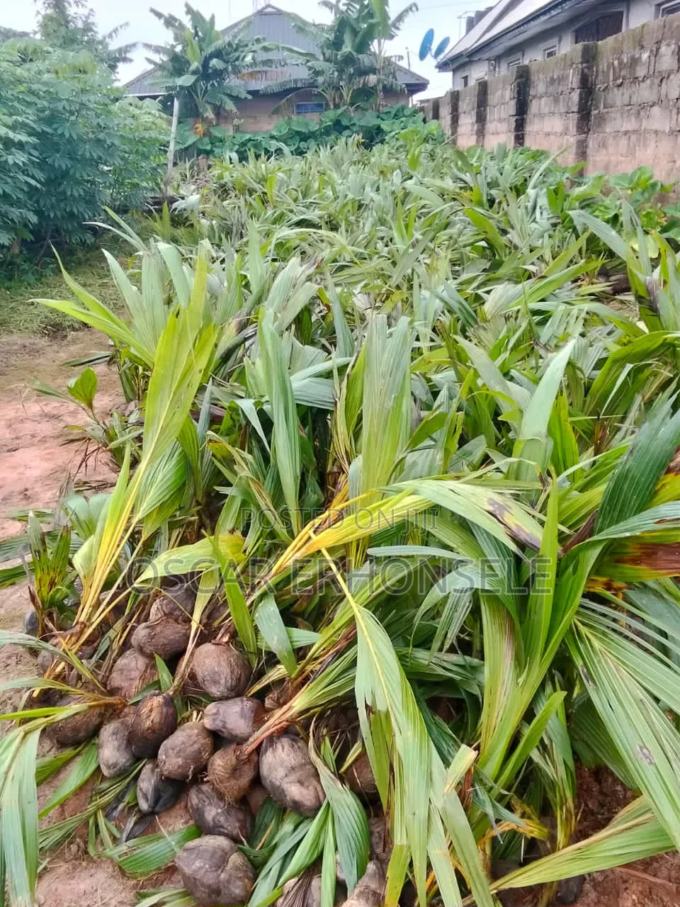 Dwarf Coconut