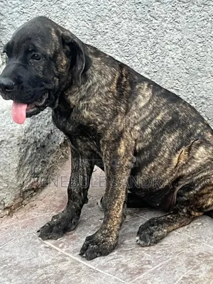 1-3 months Female Purebred Boerboel