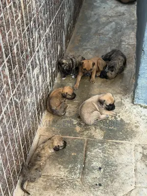 1-3 months Male Purebred Boerboel