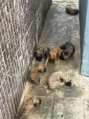 1-3 months Male Purebred Boerboel
