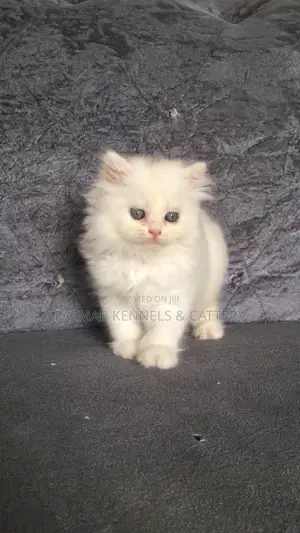 1-3 months Female Purebred Persian