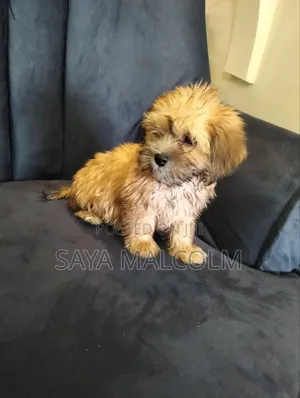 1-3 months Female Purebred Lhasa Apso