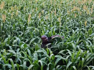 Sugargraze Grass Seed