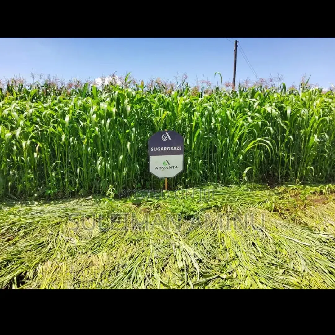 Sugargraze Grass Seed