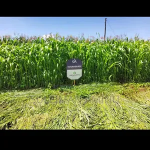 Sugargraze Grass Seed