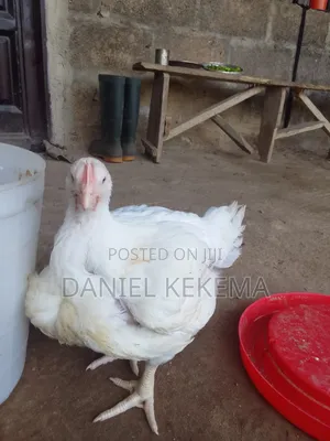 6 Weeks Live Broiler Chicken
