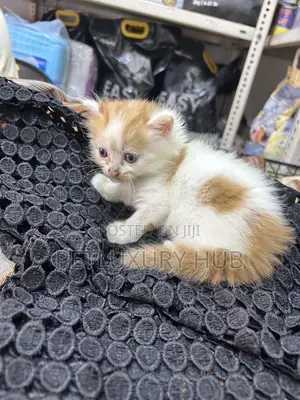 0-1 month Male Purebred Turkish Angora