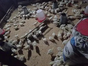Boiler Life Fowl