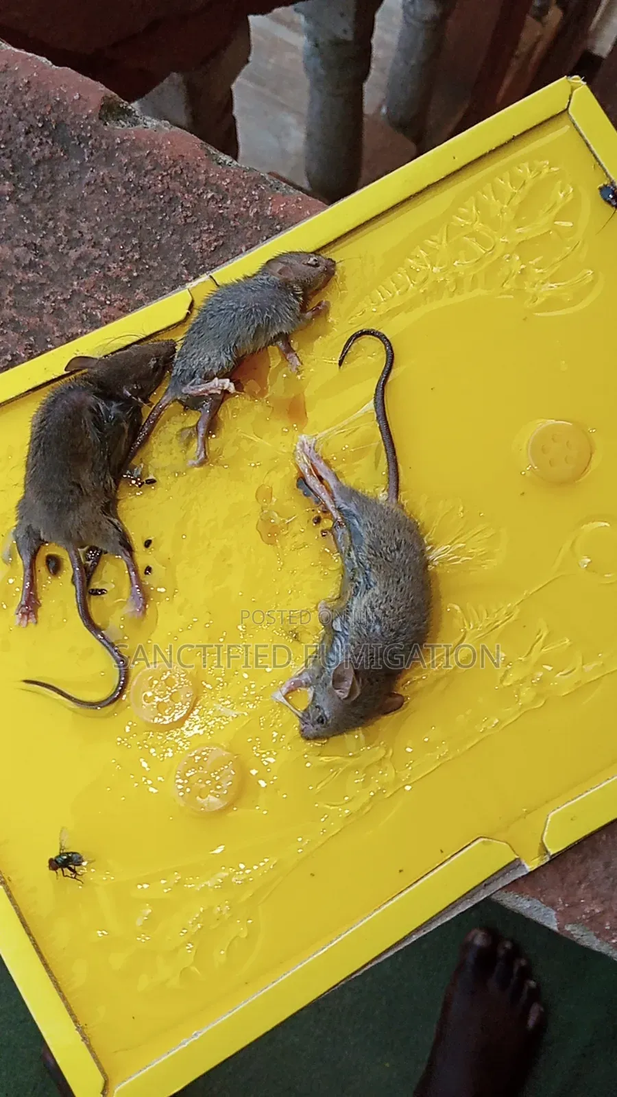 Rats Higher Killer