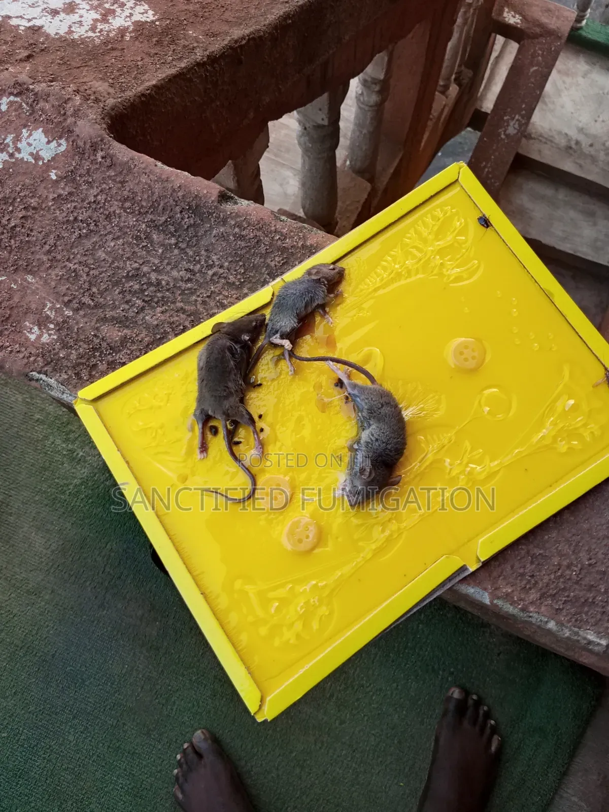 Rats Higher Killer