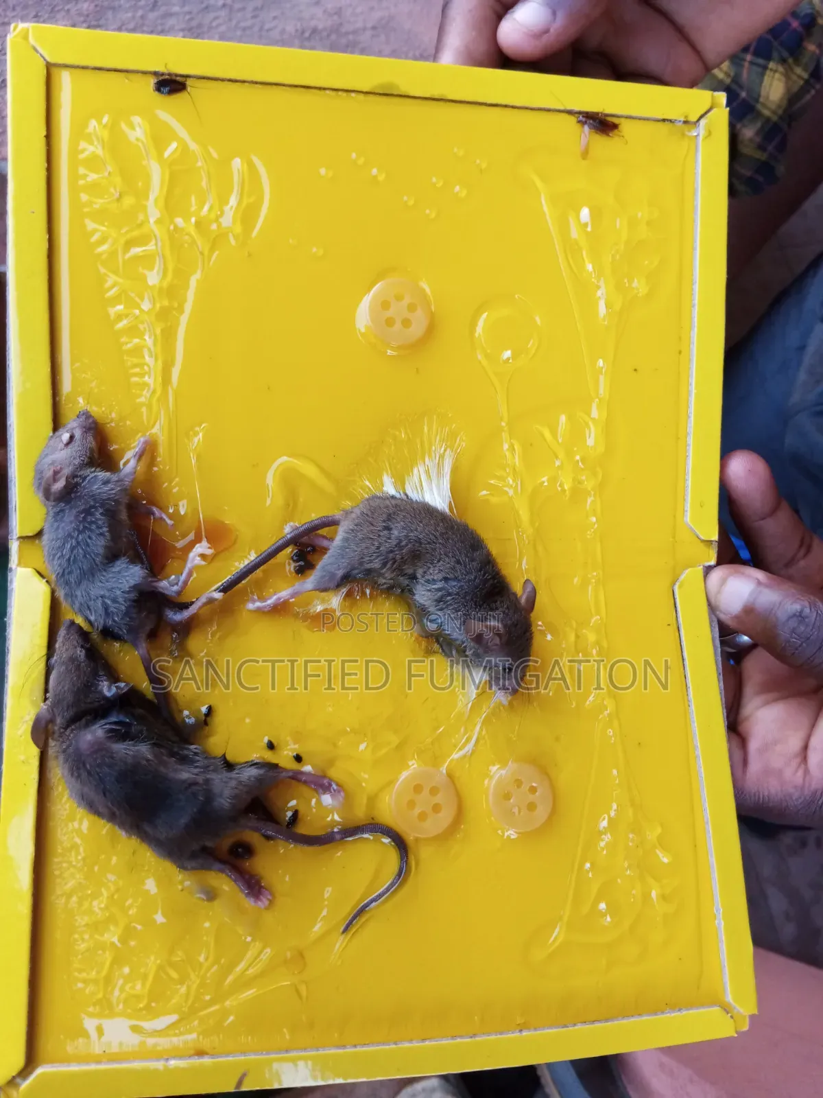 Rats Higher Killer