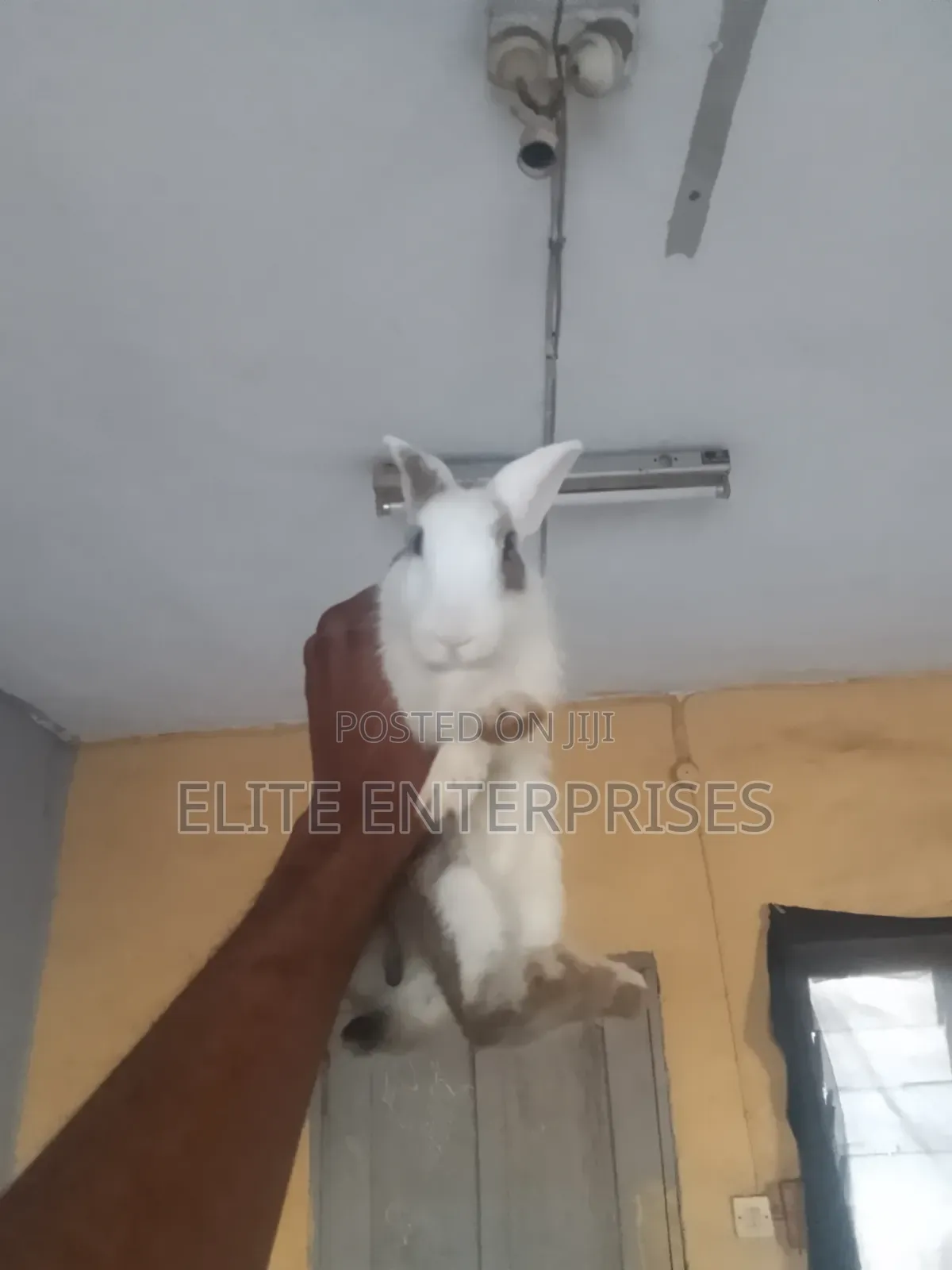 Dutch Rabbits