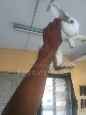 Dutch Rabbits