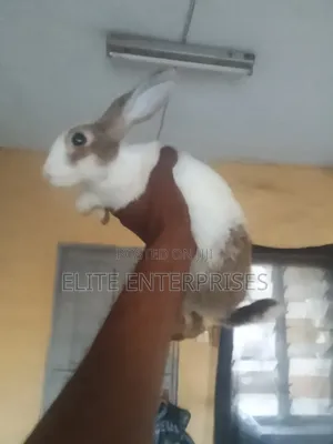 Dutch Rabbits