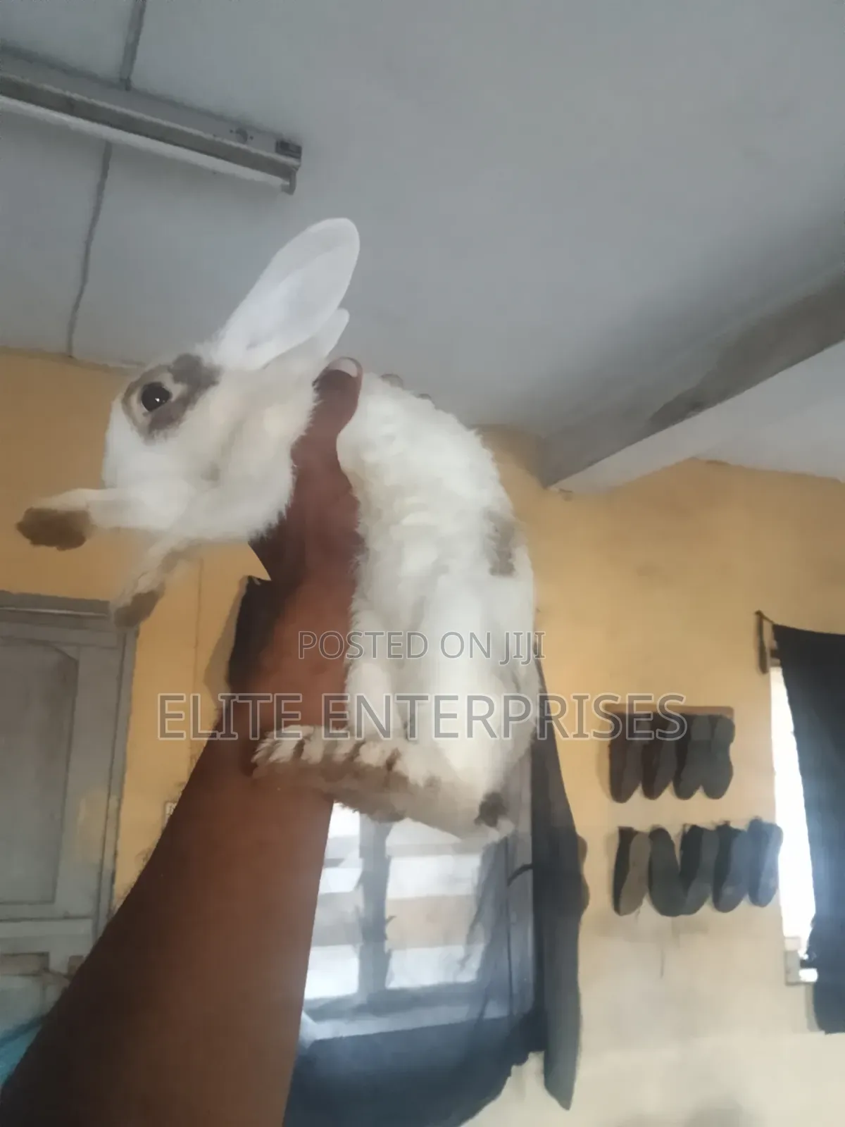 Dutch Rabbits