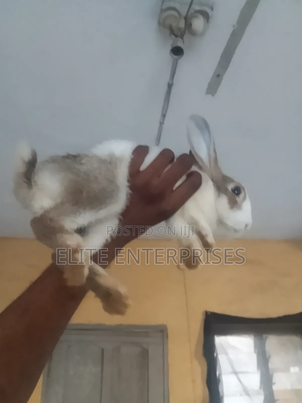 Dutch Rabbits
