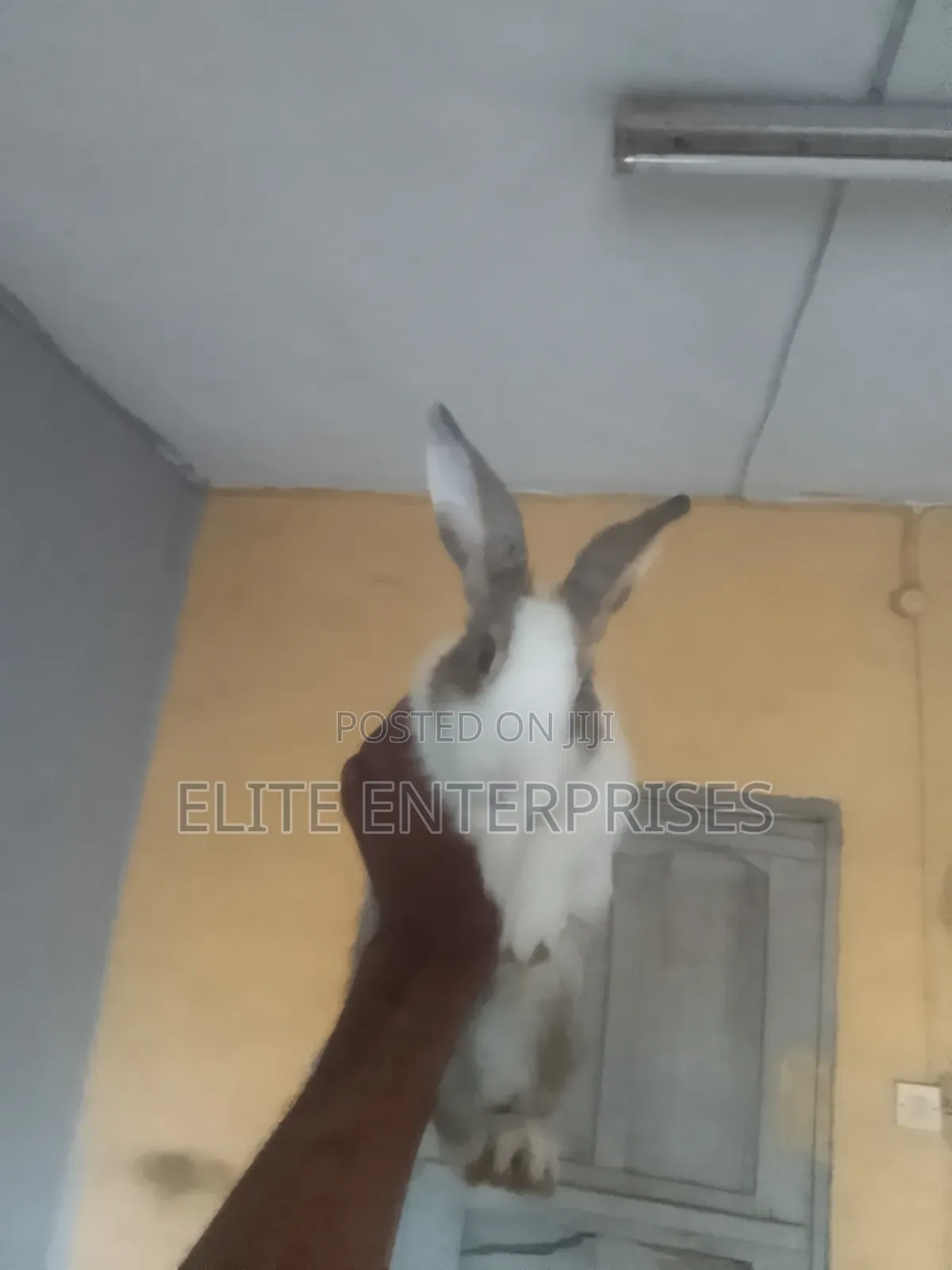 Dutch Rabbits