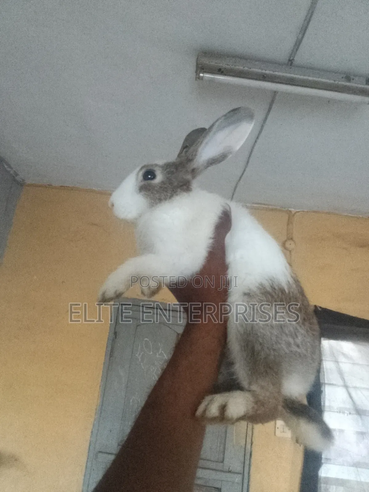 Dutch Rabbits
