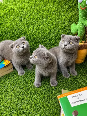 0-1 month Male Purebred Scottish Fold