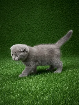0-1 month Male Purebred Scottish Fold