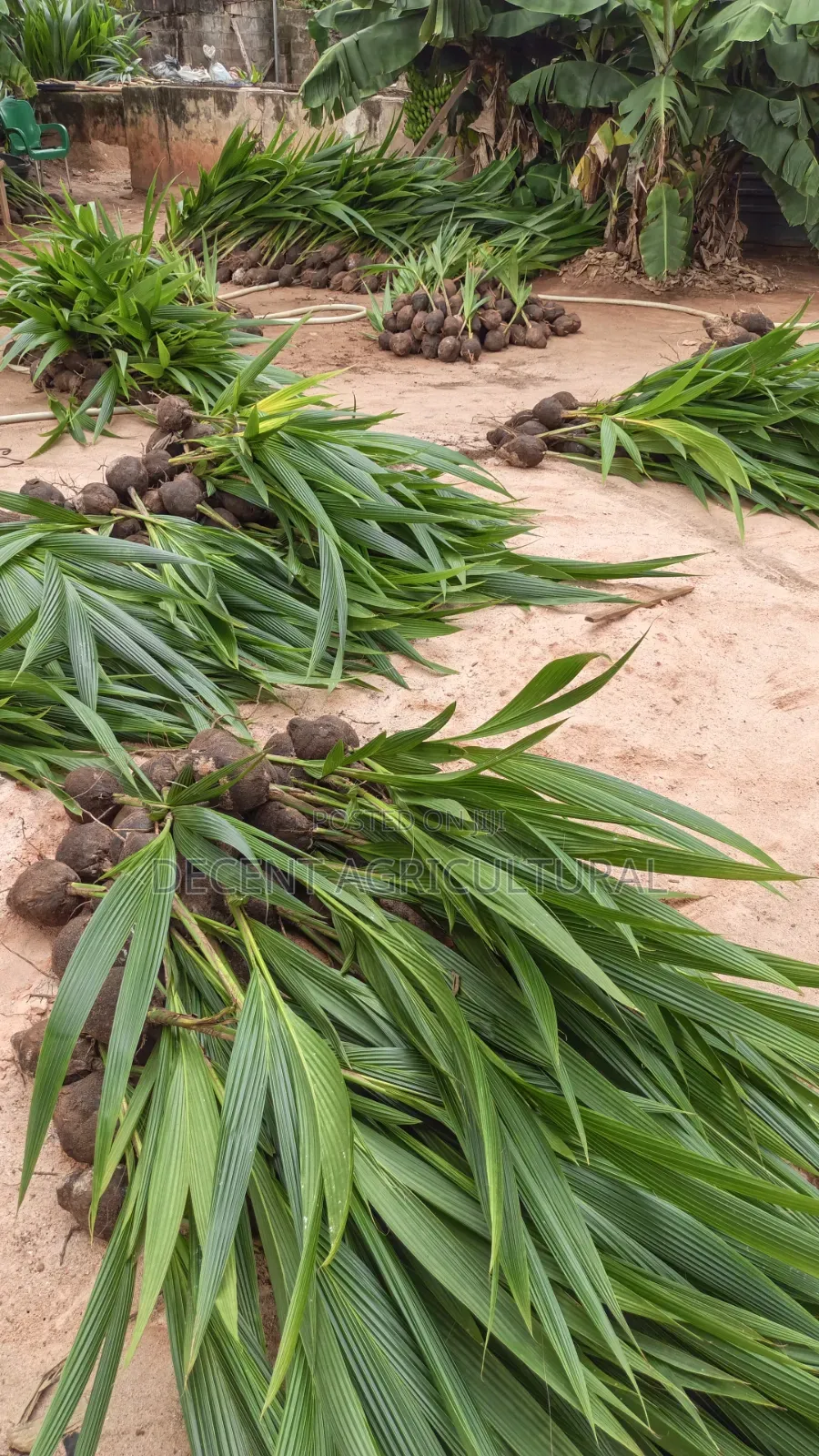 Improved Agric Coconut Seedlings.