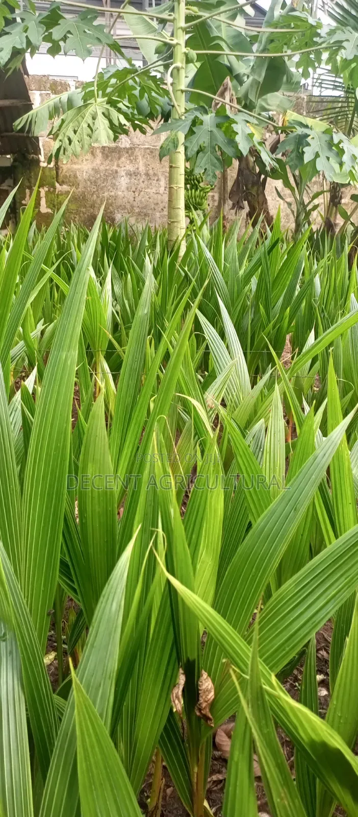 High Yield Coconut Seedlings